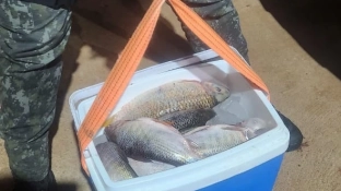 Polícia Militar Ambiental apreende mais de 26 kg de peixes e redes proibidas em Cerquilho