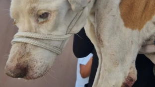 Tutor é conduzido à Delegacia de Polícia por flagrante de maus-tratos a cão na Zona Norte de Sorocaba