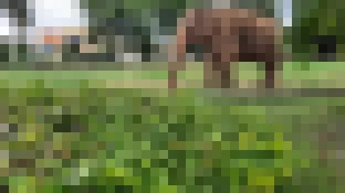 Justiça acata recurso do Município para permanência do elefante Sandro no Zoo de Sorocaba