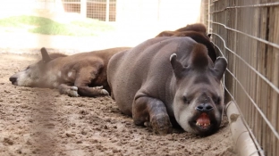 Prefeitura de Sorocaba abre agendamento para visitas monitoradas no Zoológico