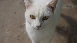 Prefeitura de Sorocaba abre inscrições para castração gratuita de cães e gatos no mês de abril