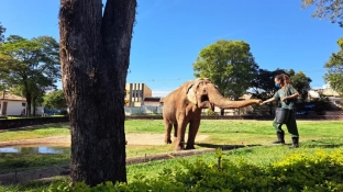 Prefeitura vai recorrer da decisão judicial a respeito da transferência do elefante Sandro do Zoo de Sorocaba