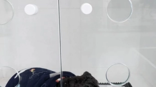 Tutor é conduzido à Delegacia de Polícia por flagrante de maus-tratos a cão em Sorocaba