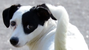 Prefeitura de Sorocaba abre inscrições para castração gratuita de cães e gatos no mês de novembro