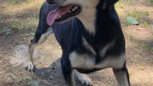 CEAGESP recebe evento de adoção de cães do Canil Municipal de Sorocaba nesta sexta (16)