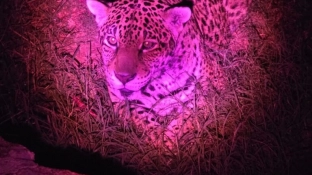 Prefeitura de Sorocaba realizará inscrições para Visitas Monitoradas Noturnas no Zoo