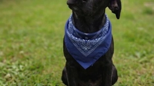 Evento de adoção de cães do Canil Municipal de Sorocaba acontece no Assaí Atacadista neste sábado (22)