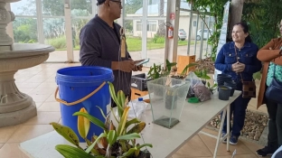 Oficina no Jardim Botânico de Sorocaba ensina como cultivar orquídeas