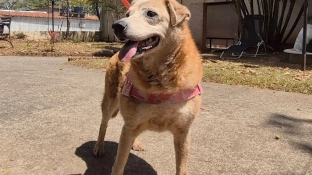 Canil Municipal de Sorocaba recebe inscrições de voluntários a partir de segunda-feira (16)