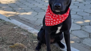 Evento de adoção de cães do Canil Municipal ocorrerá no Parque Campolim neste sábado (23)