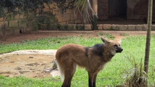 Dia do Lobo-Guará reúne mais de 1.800 pessoas em programação educativa no Zoo de Sorocaba