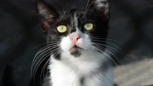 Abertas as inscrições para castração gratuita de cães e gatos em Sorocaba no mês de julho
