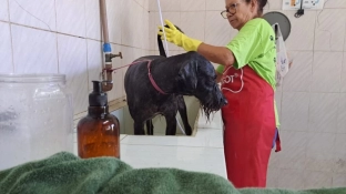 Voluntários oferecem atendimento especial aos cães do Canil Municipal de Sorocaba