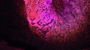 Zoológico de Sorocaba terá Visitas Monitoradas Noturnas no mês de julho