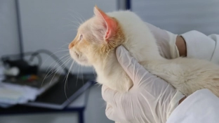 Consultório Veterinário Móvel estará em Brigadeiro Tobias a partir da próxima quarta-feira (1º)