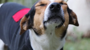 Prefeitura de Sorocaba abre mais vagas para castração gratuita de cães e gatos no mês de novembro