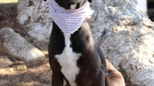 Prefeitura de Sorocaba leva feira de adoção de cães ao Carrefour Sônia Maria neste sábado (18)