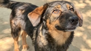 Evento de adoção de cães e gatos do Canil Municipal de Sorocaba estará no Carrefour Sônia Maria nesta sexta-feira (22)