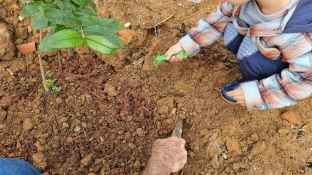 1 mil mudas de árvores nativas serão plantadas no Éden