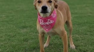 Parque das Águas recebe a feira de adoção de cães do Canil Municipal neste sábado (4)