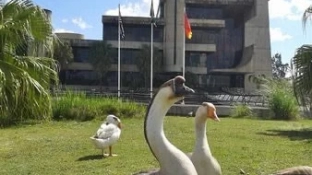 Nota – Transferência de aves do lago do Parque do Paço Municipal