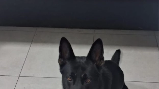Cão farejador da GCM localiza mais de 200 porções de drogas no Parque São Bento