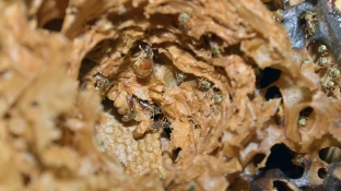 Curso gratuito no Jardim Botânico de Sorocaba ensinará como criar abelhas nativas sem ferrão