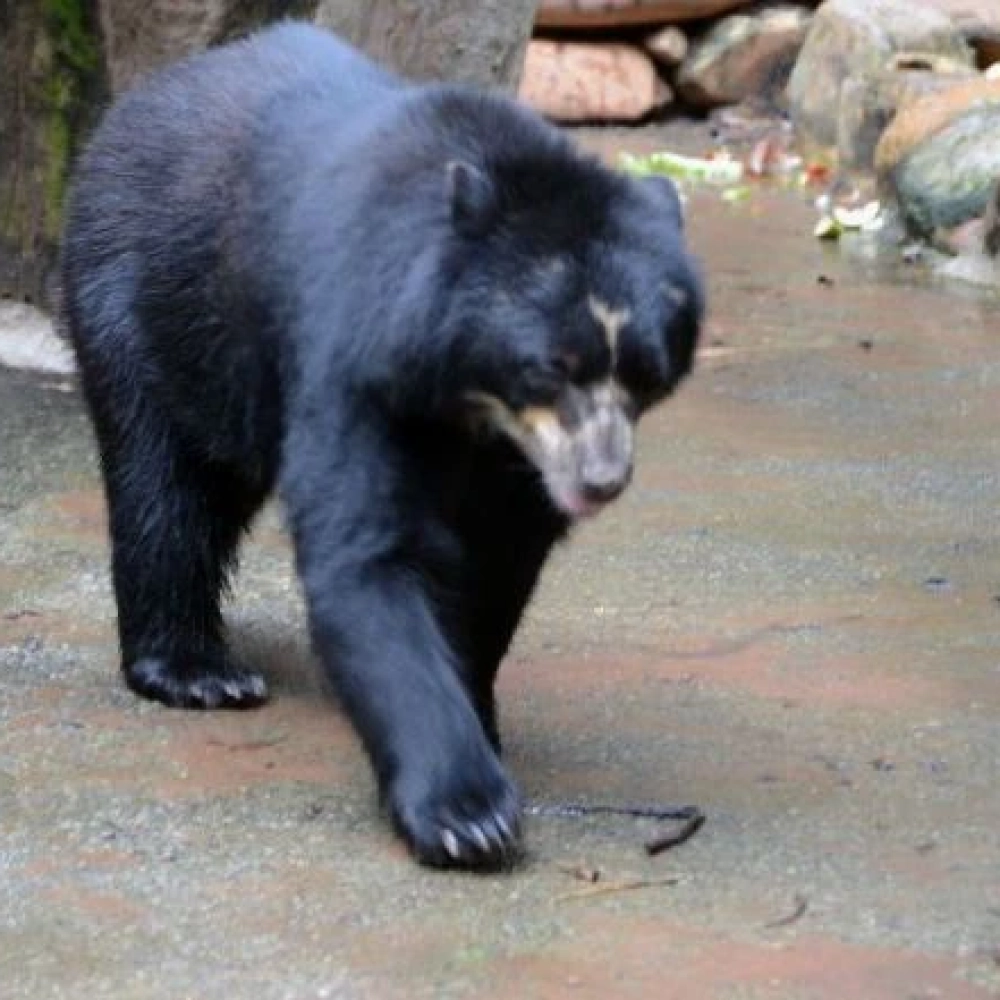 Urso-de-óculos do Zoo de Sorocaba passará por “check-up” nesta sexta-feira