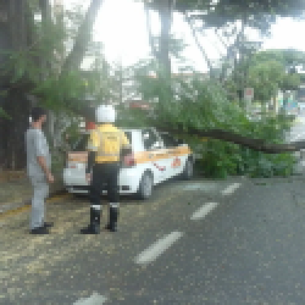 Veículo é atingido por galhos de árvore na avenida São Paulo