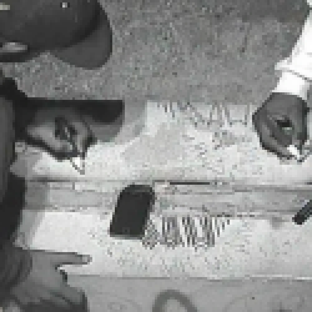 Vídeo Monitoramento da GCM flagra dois pichadores no Parque Ipiranga