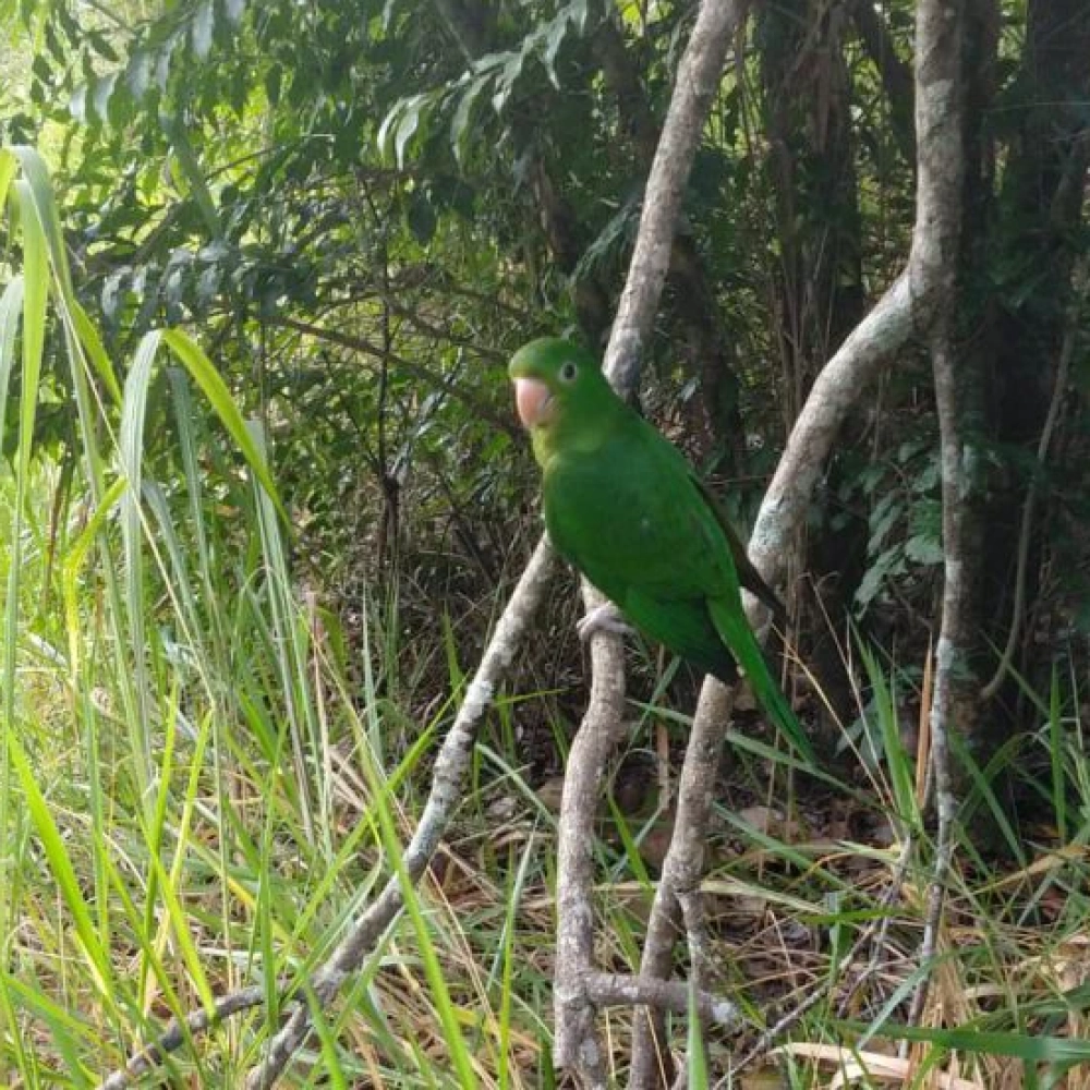 Zoo de Sorocaba fez soltura de corujas e maritacas na Flona Ipanema
