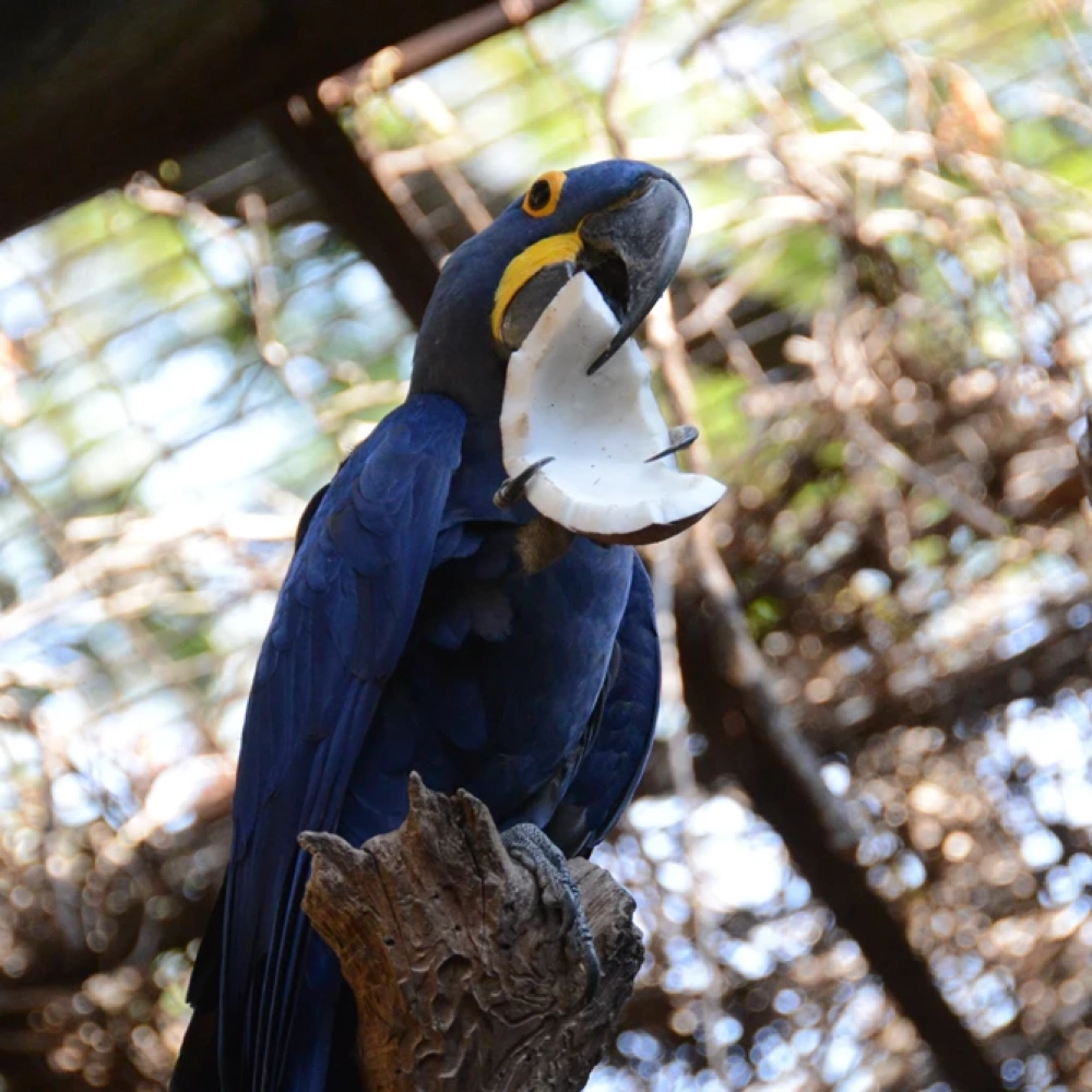 Zoo de Sorocaba tem entrada a R$ 4 neste fim de semana 3