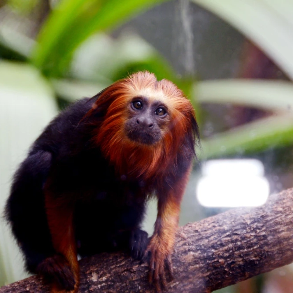 Zoo terá programação especial para celebrar o dia do ‘mico-leão-dourado’ nesta sexta-feira