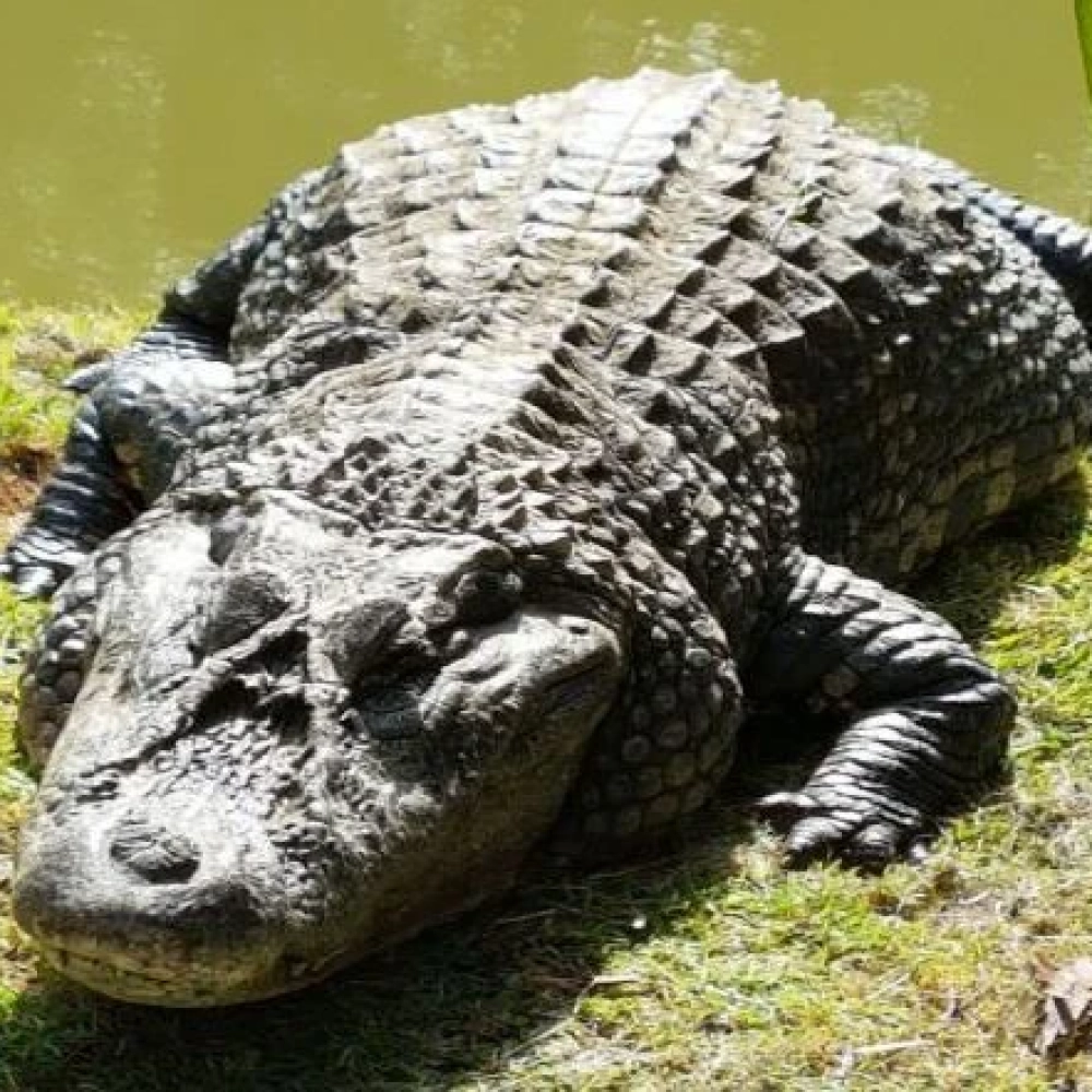 Zoo vai comemorar o Dia Mundial dos Crocodilianos