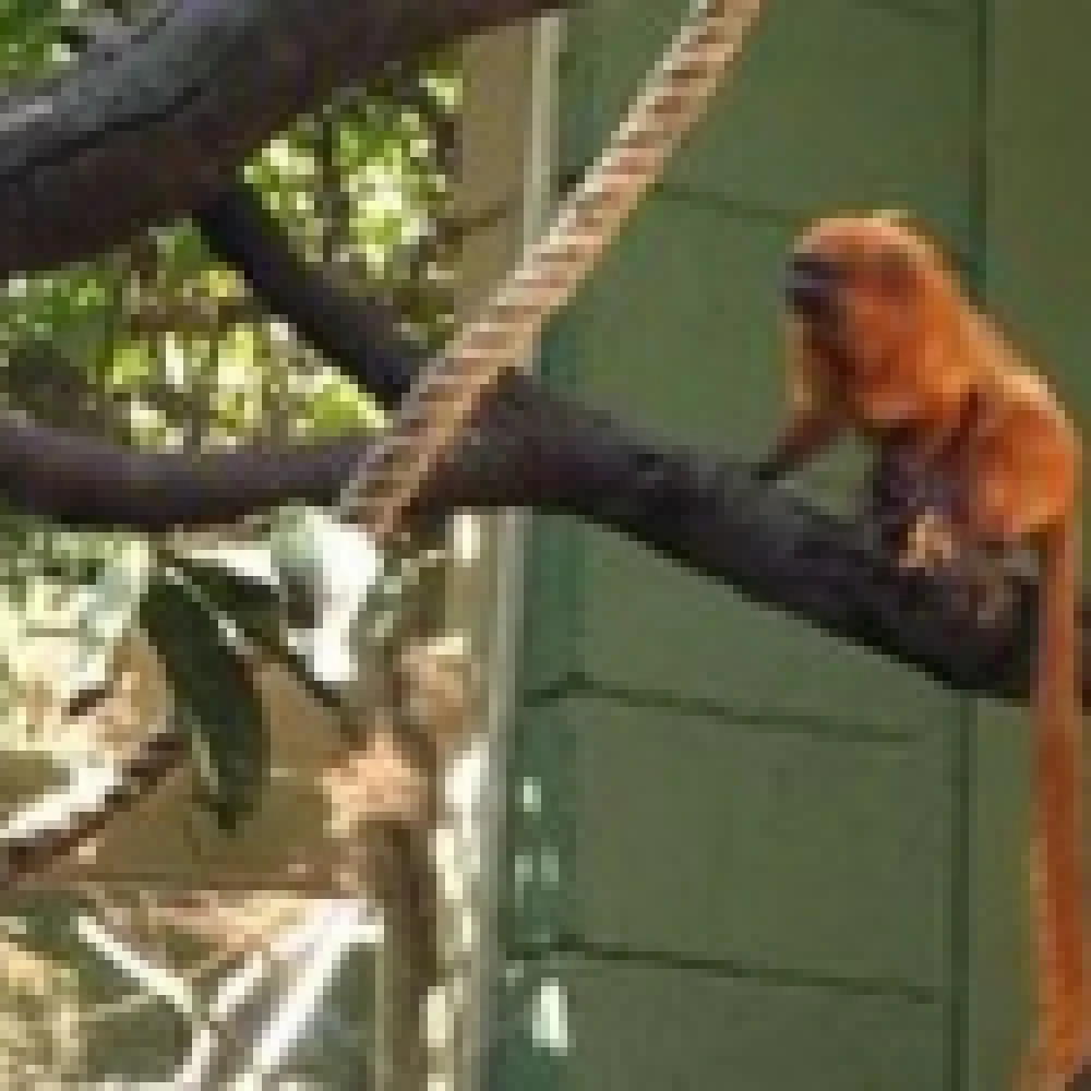 Zoológico comemorou o Dia do Mico-leão-dourado