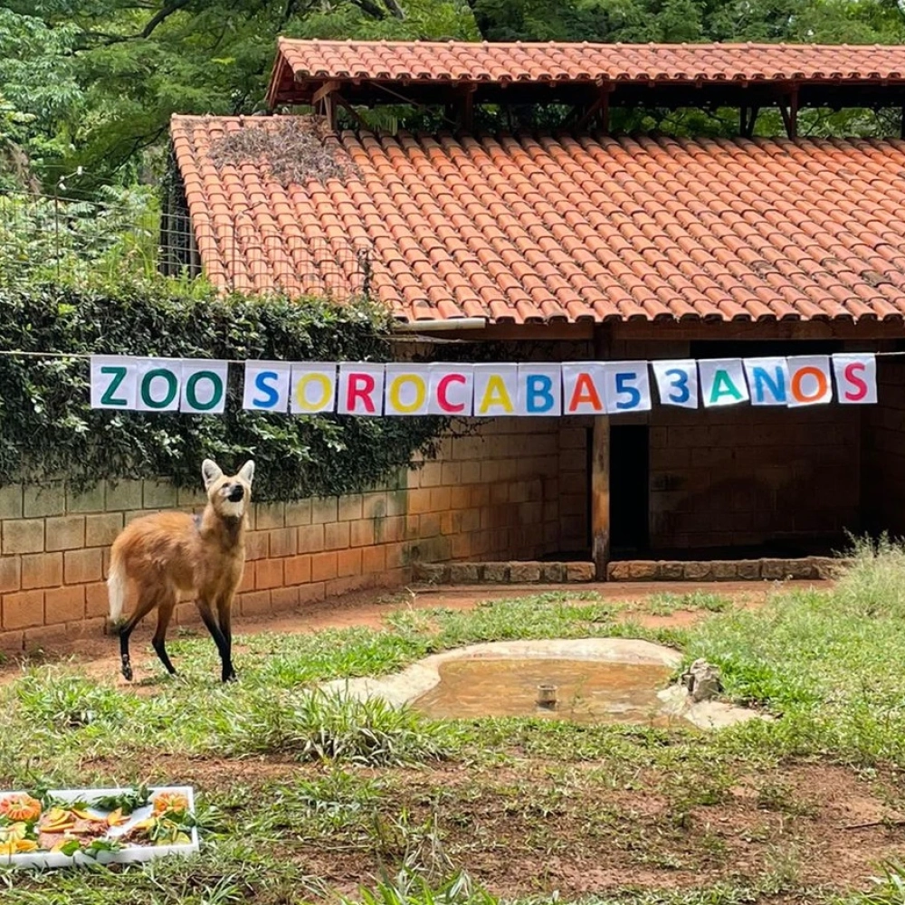 Zoológico Municipal “Quinzinho de Barros” completa 53 anos com lançamento de App educativo e entrega de bolos e presentes aos animais