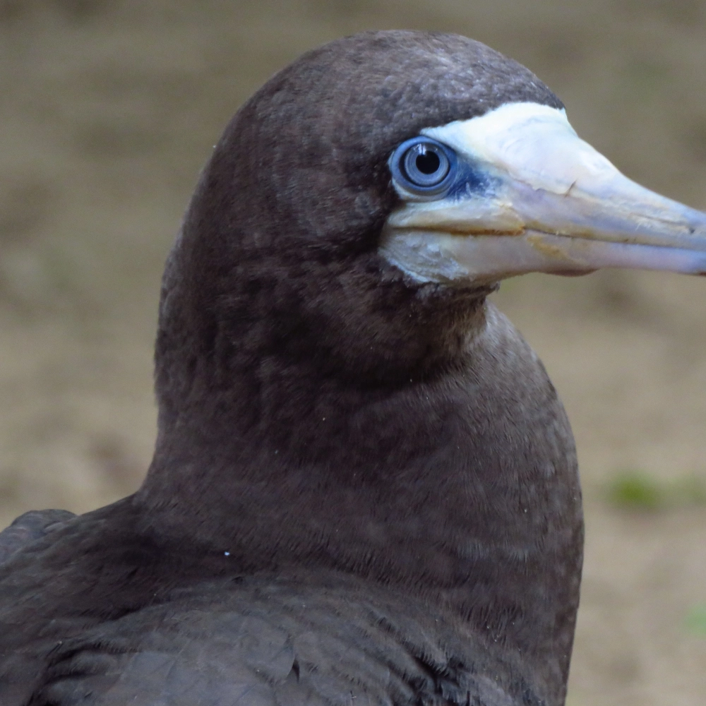 Zoológico Municipal “Quinzinho de Barros” tem dois novos moradores