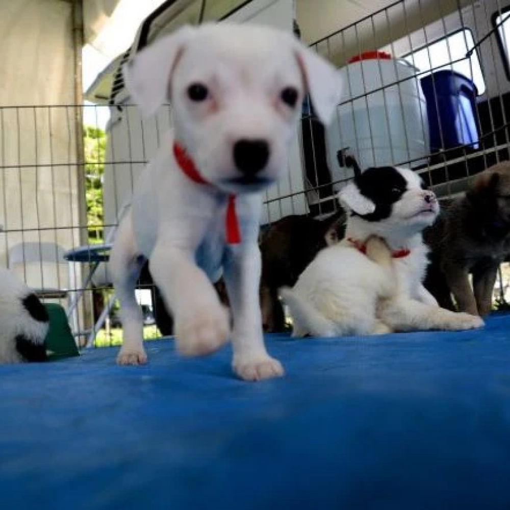 Zoonoses recebe inscrição para feira de adoção de animais 2